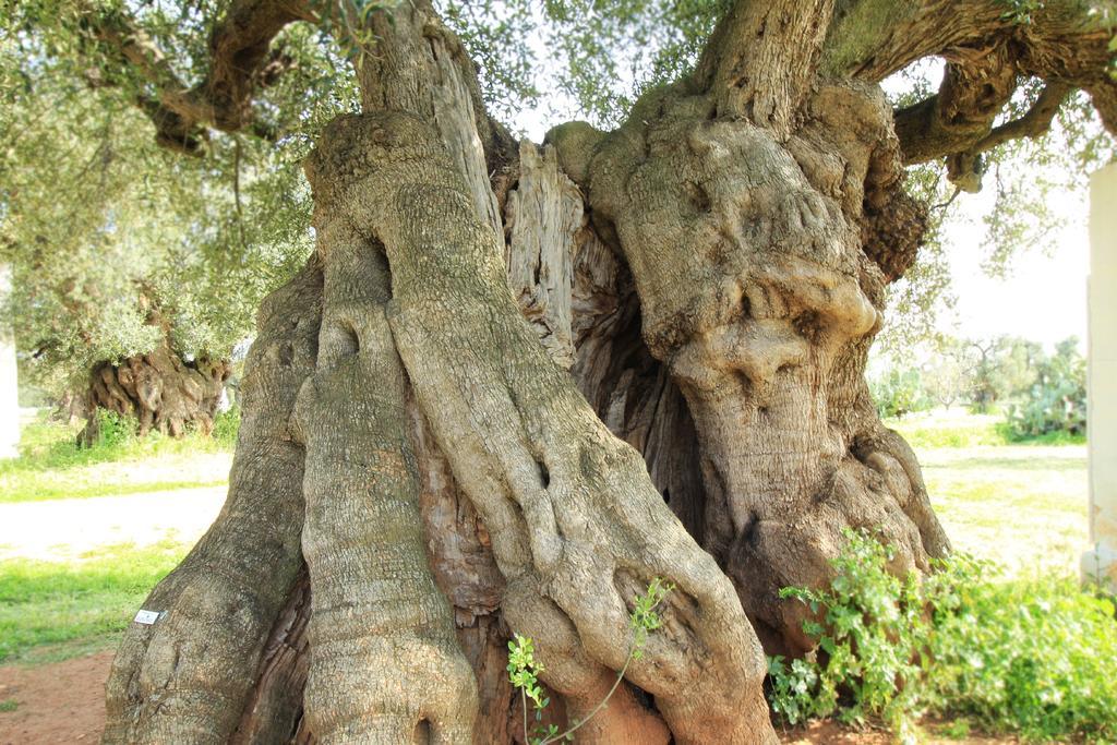 Masseria Brancati Hotel ออสตูนี ภายนอก รูปภาพ